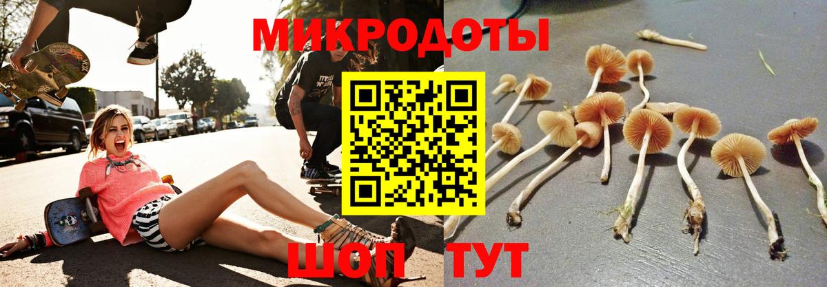 Скопин  Псилоцибиновые грибы Psilocybe  Псилоцибиновые грибы прущие грибы  Вход с VPN 
